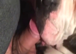 Mrcha bestie olizuje a bere toho ptáka hluboko