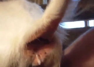 Chlápek si ošuká kozu, aby se jí taky udělalo