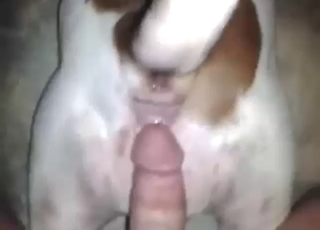 Chlap s tvrdým penisem šuká Pitbulla pěkně hluboko