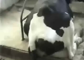 Guy is happy to fuck a cow: that animal is begging