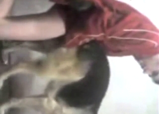 Dude puts his lovely cock in a dog's fuckhole