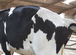 Vaca com o cu apertado quer ser recheada de esperma