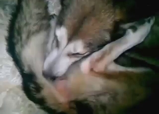 Chlápek si hladí chlupatý penis a šuká svého chlupatého psa