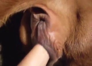 Zoo porno s těsným zadkem, který dostává pěst