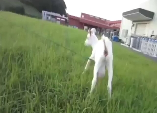 Rohatá bílá koza se chlubí svým tělem