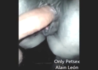 Chlápek vstoupí do mokré kundičky koně