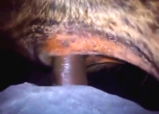 Legitimní sodomie s býkem, který chce zírat