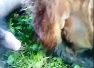 Cow is going to enjoy a savage fuck for the cam