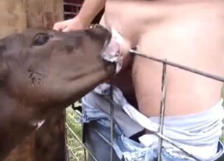 Tele s úchylným jazykem cucá tlustého