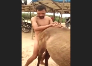 رجل يبدو عليه الحزن يمارس الجنس مع فرس على طول الشاطئ