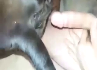 Horny zoophile fucks a cow with no mercy