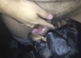 Hairy cock dude gets sucked off by a doggo