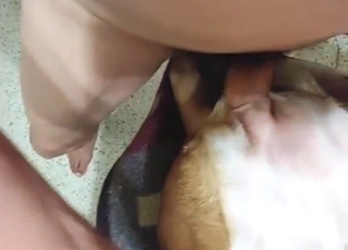 Ten psí alfa samec to roztrhá