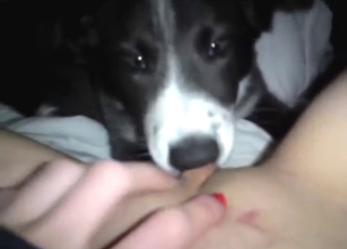 Hladce oholená zoofilská kunda olizována psem