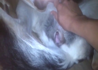 Chlápek se chystá vtrhnout do žhavé kundičky toho psa.