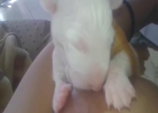 Puppy wants to be breastfed in this taboo vid