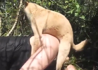 Zauzlený šukání se sexy zvířetem, které tvrdě dominuje