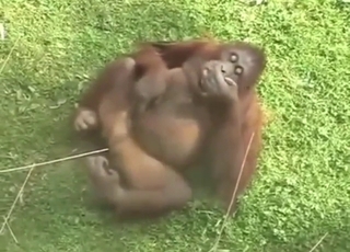 Opice zde ukazuje své orgasmické potěšení