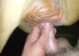 Cow fucking experience with a guy's long cock