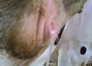 Kravské porno s detailními záběry, sténáním atd.