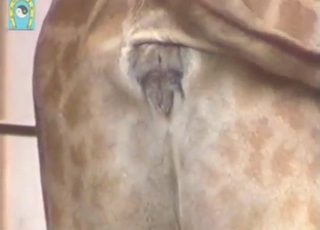 Zadek škádlení od žirafy, která vypadá docela sexy