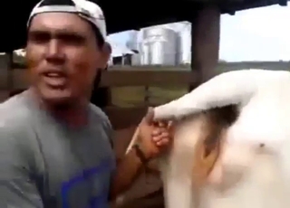 Homens com atitudes pervertidas se exibem com uma vaca