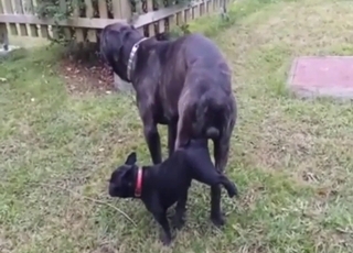 Zauzlená černá bestie šuká na veřejnosti malého psa