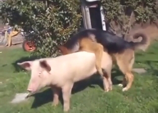 German shepherd fucking sow raw while outside