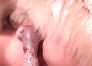 狗主人被操了