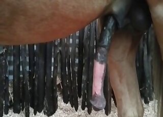 Big-dicked horse fucking a girl