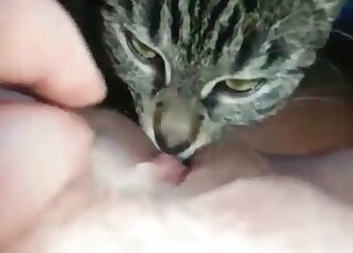 Kitty licks her wide-opened shaved pussy - 母牛兽交色情内容 