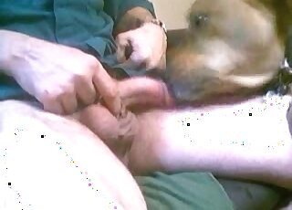 Man with a big dick gets a blowjob from his brown hound