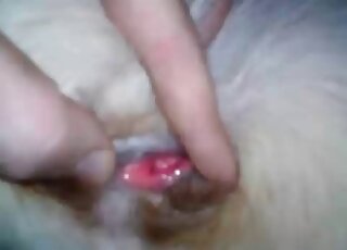 Bestial games with a sexy puppy