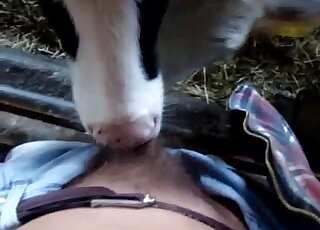 Cute small cow likes sucking my hard dick - 牛　アニマルセックス 