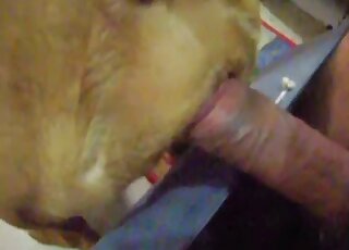 Good-looking animal nicely impaled in the close-up