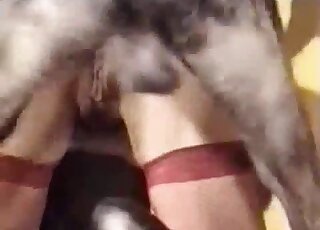 Doggy and sexy chick in dirty bestiality XXX