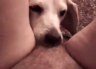 A sensual white animal is smelling her accurate cunt