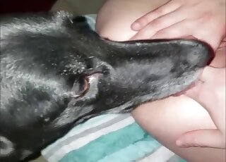 Cute dog sniffs and licks her tight anal hole