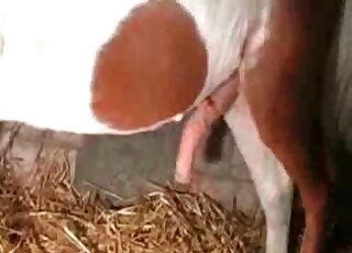 Leggy girl adores dirty bestiality sex