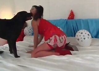 Black dog gets to screw a slim chick on cam - krowi zwierzęcy seks-> 